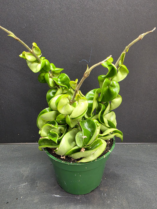 Hoya Compacta 4" Pot