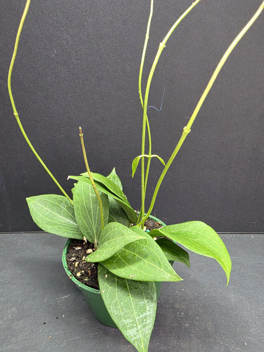 Hoya 'Pottsii' 4" Pot