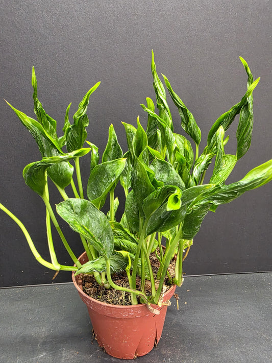 Epipremnum Shangri-la 4" Pot