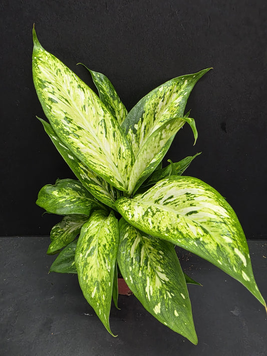 Dieffenbachia Starbright 4" Pot