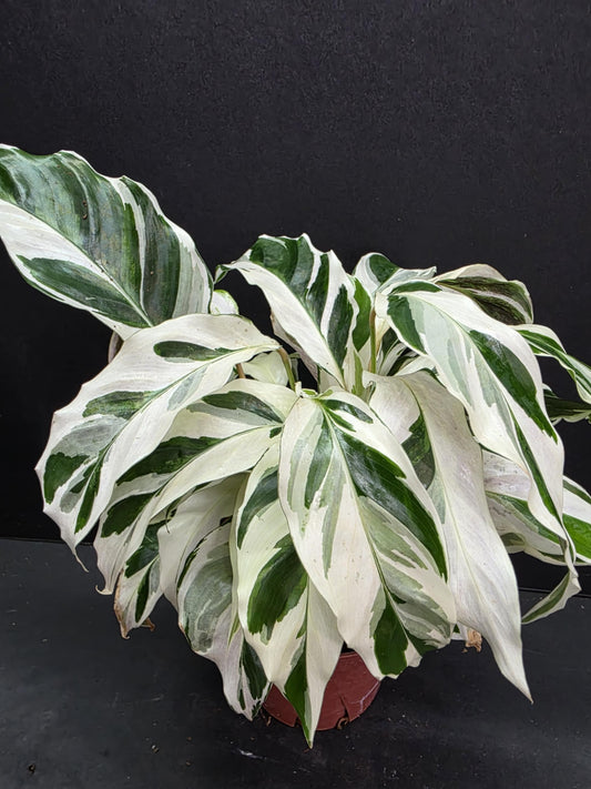 Calathea Fusion White 4" Pot