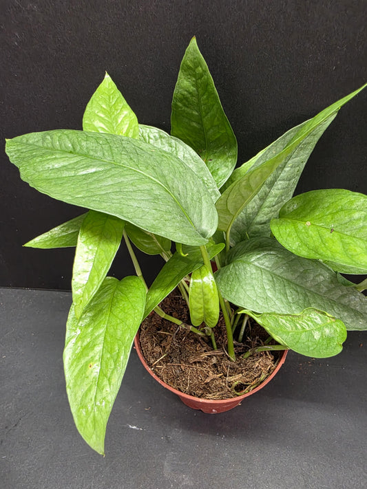 Cebu Blue Pothos 4" Pot