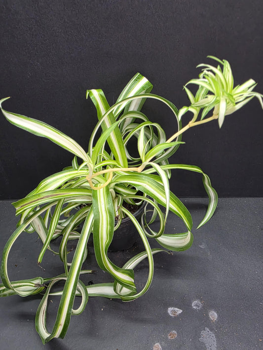 Curly Spider 'Bonnie' 4" Pot