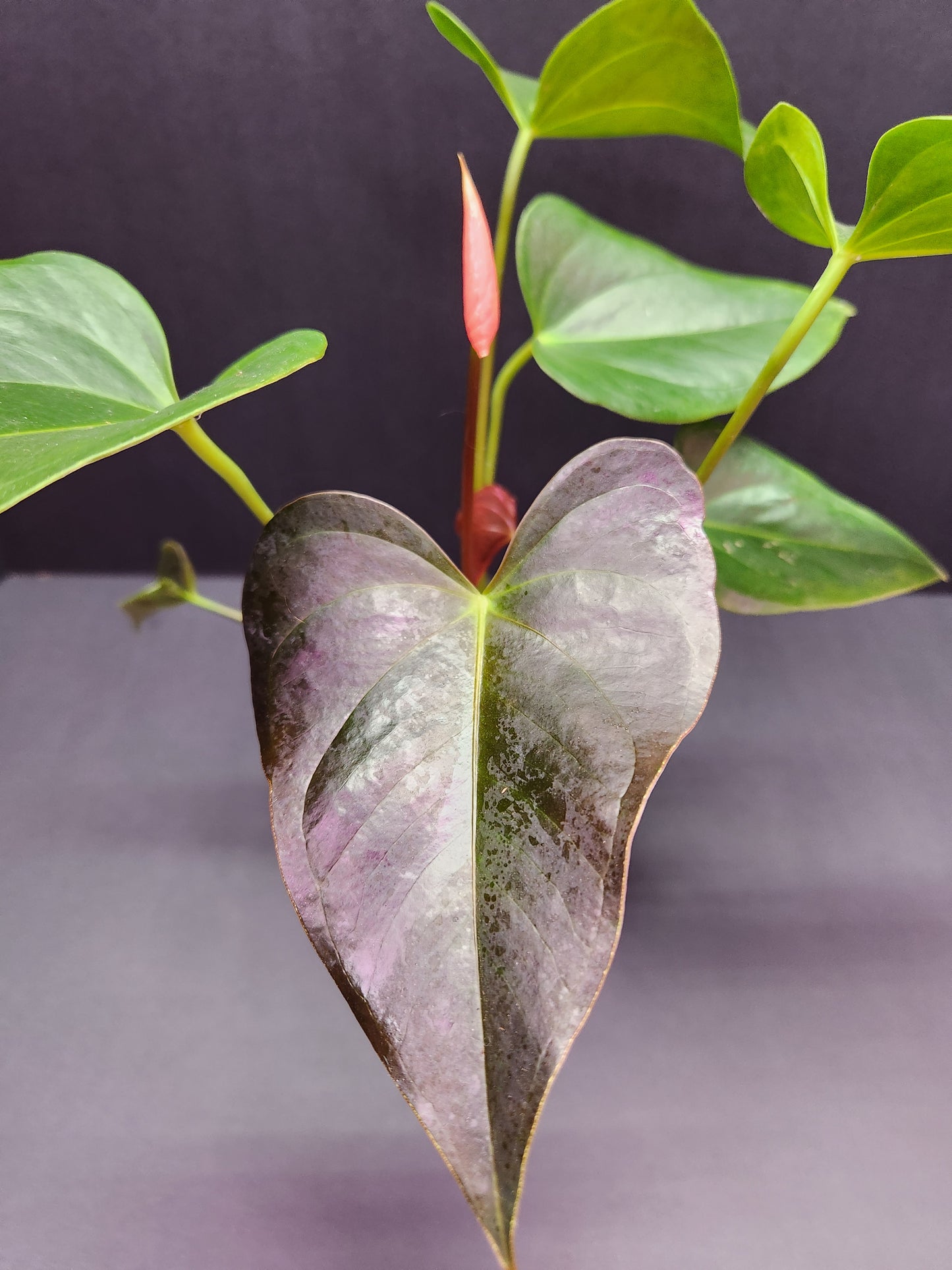 Anthurium 'Rainbow Champion' 4" Pot