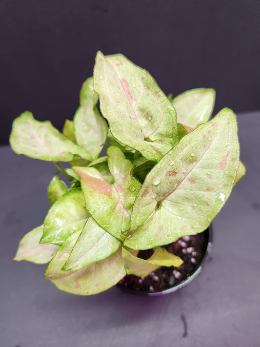 Syngonium Milk Confetti 4" Pot