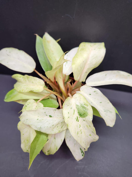 Philodendron Snow Drift 4" Pot