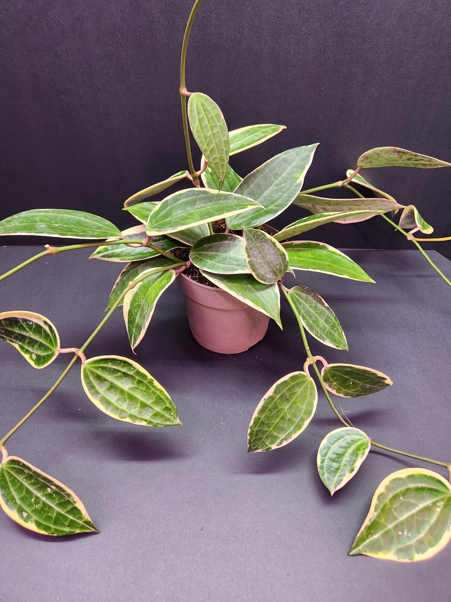 Hoya Latifolia Albomarginata 5" Pot
