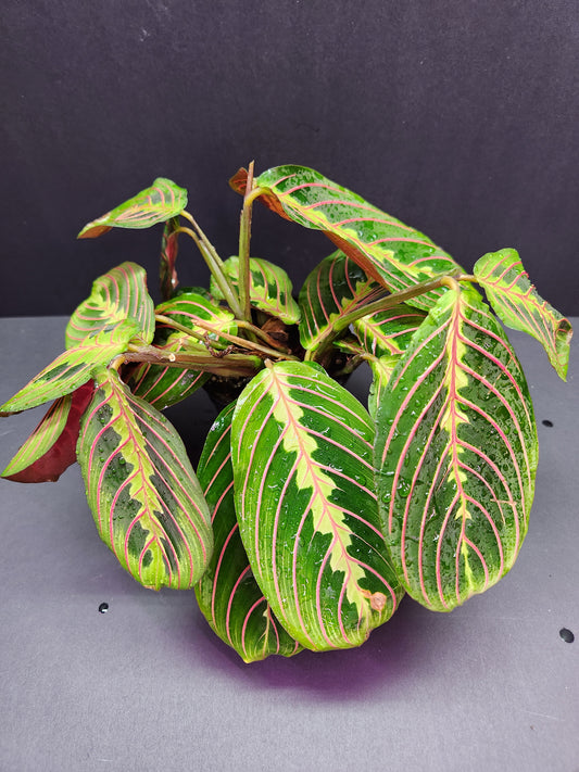 Red Maranta 4" Pot