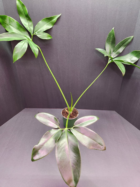 Philodendron Goeldii 6" Pot