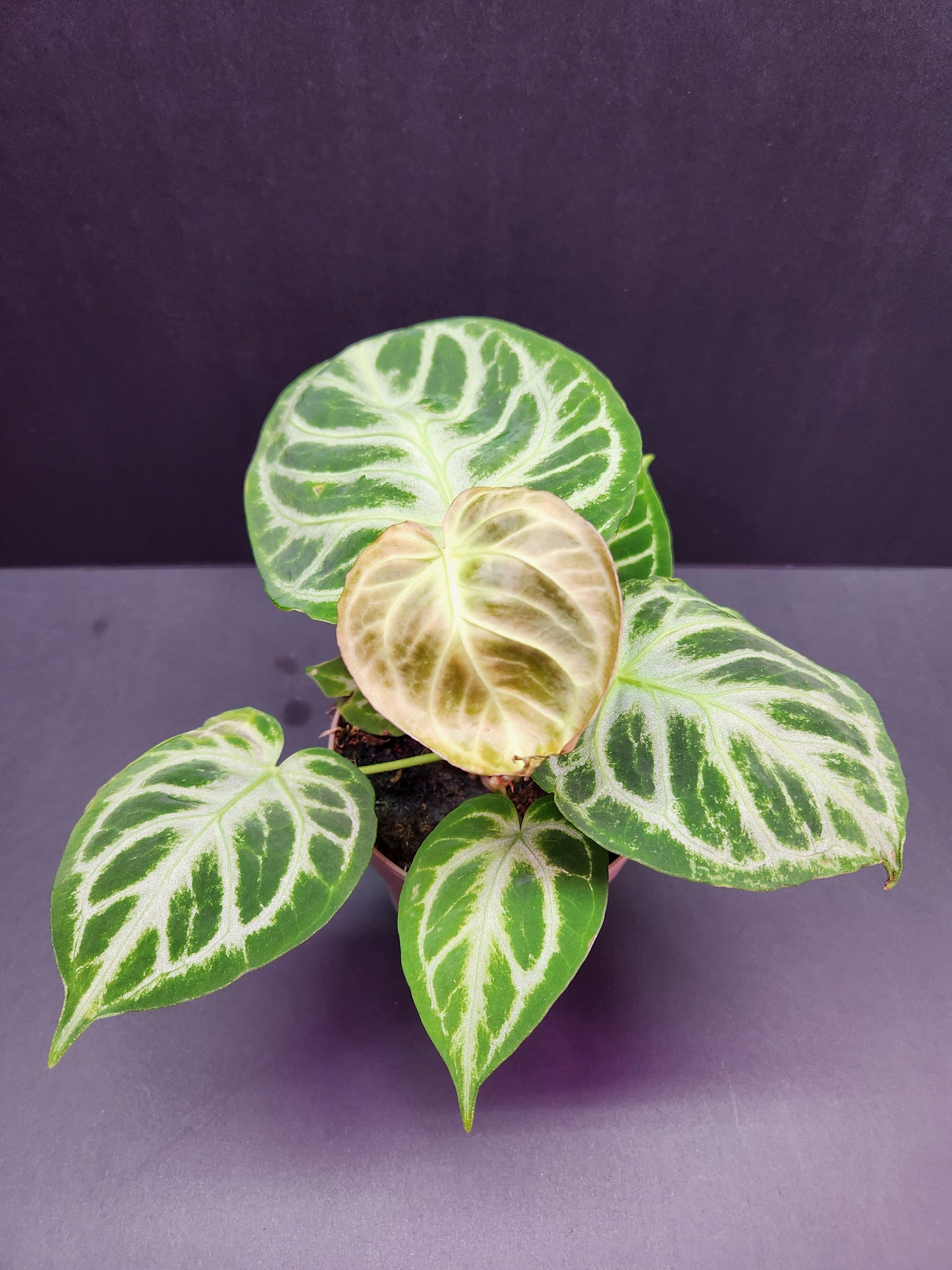 Anthurium Silver Blush 5" Pot