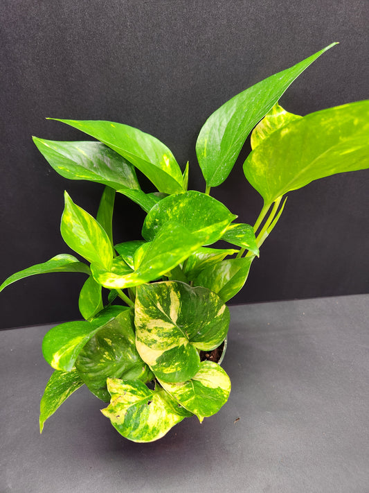 Golden Pothos 4" Pot