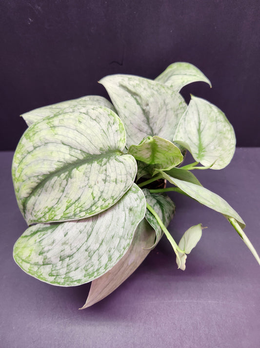 Scindapsus 'Silver Splash' 5" Pot