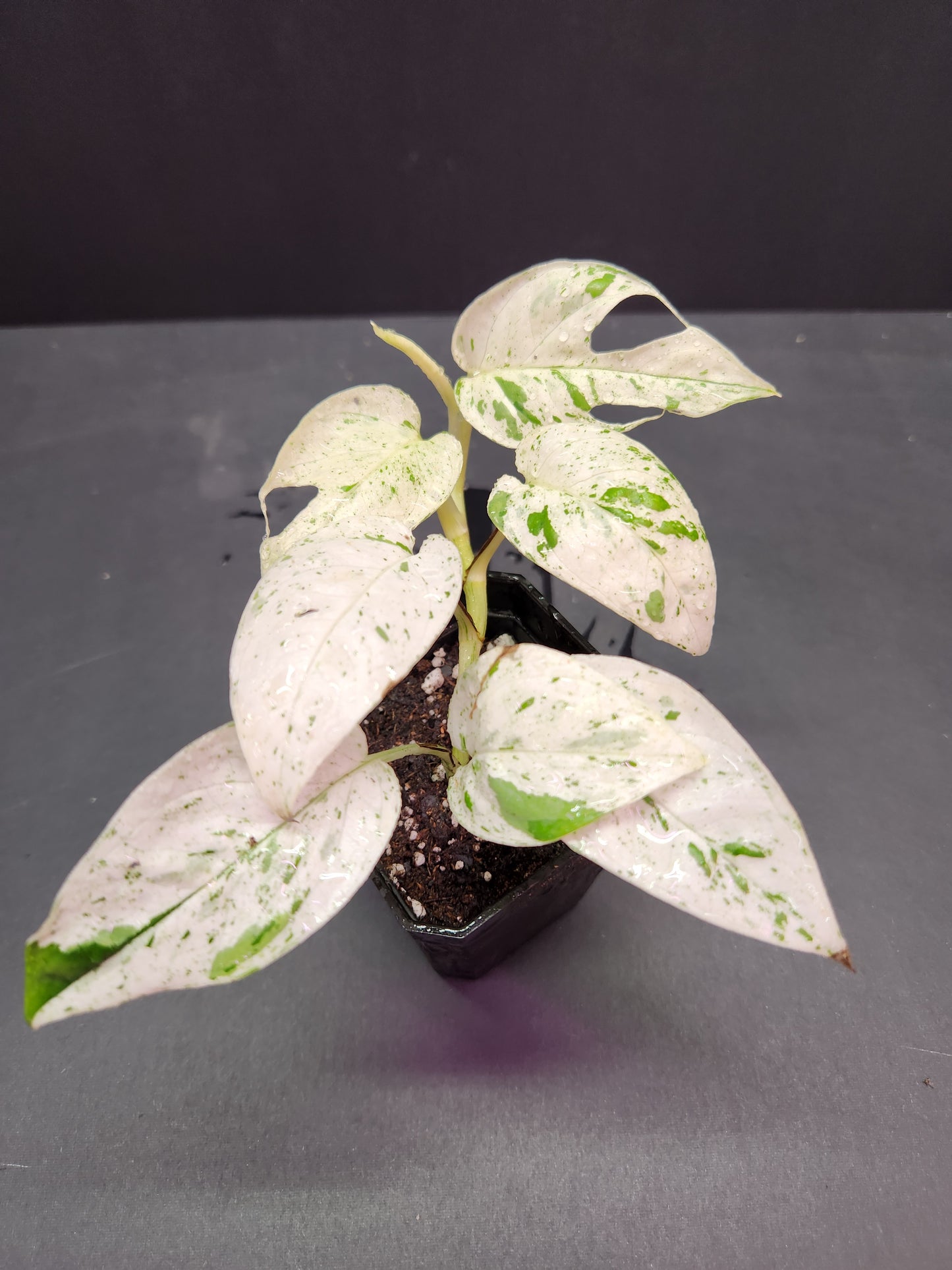 Epipremnum Pinnatum Marble 2" Pot