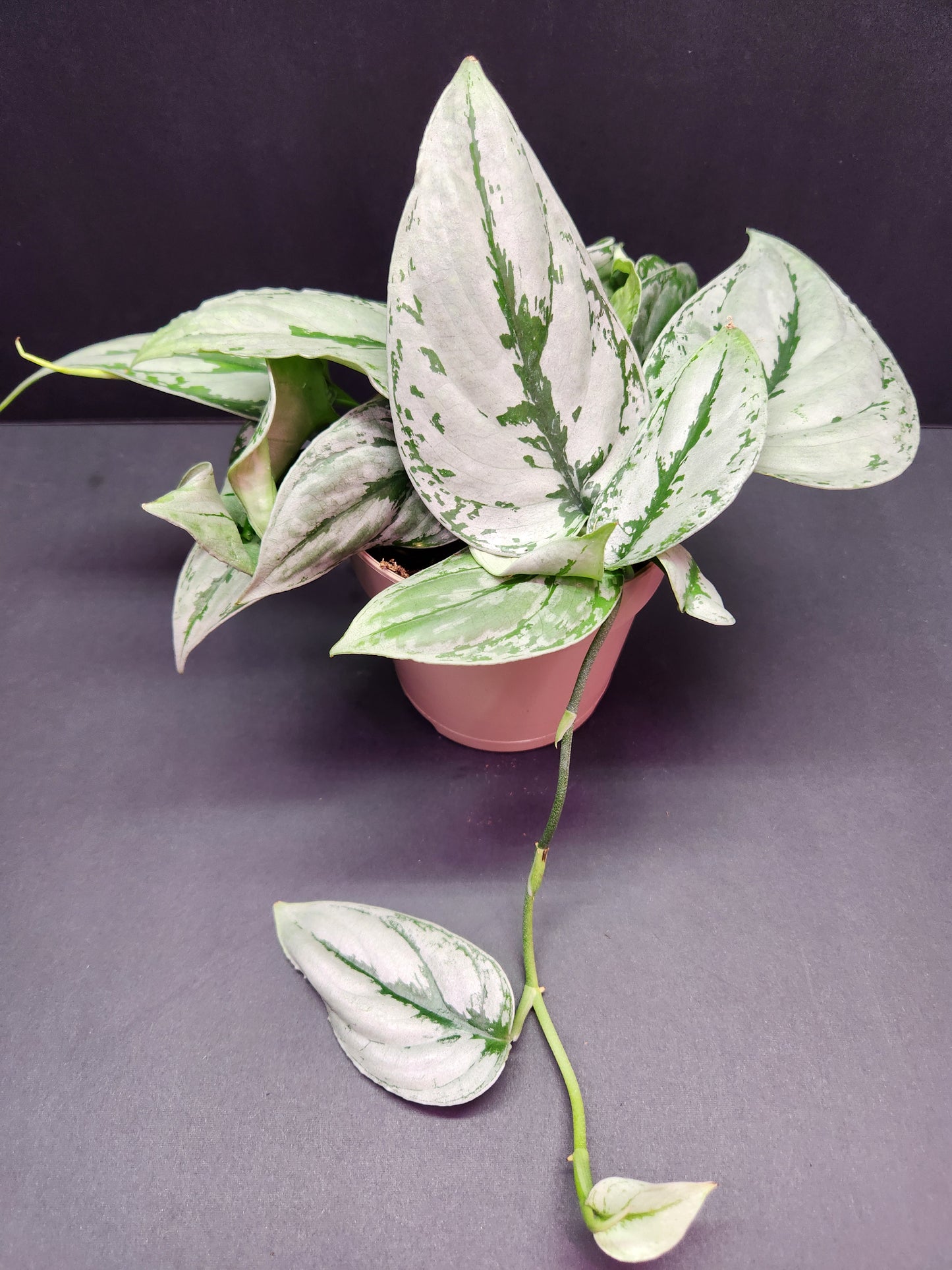 Scindapsus Kalimantan 5" Pot