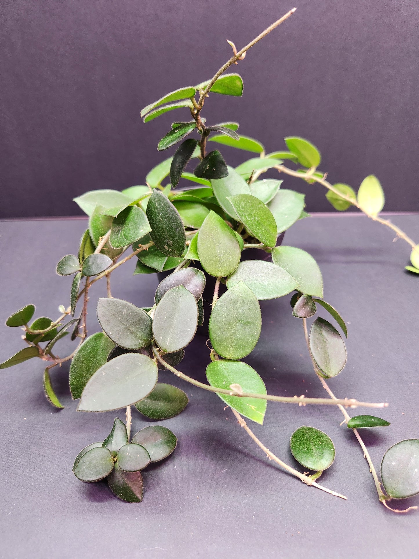 Hoya cv. 'Chouke' 4" Pot