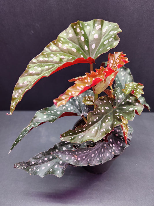 Begonia Maculata 'Black Forest' 4" Pot
