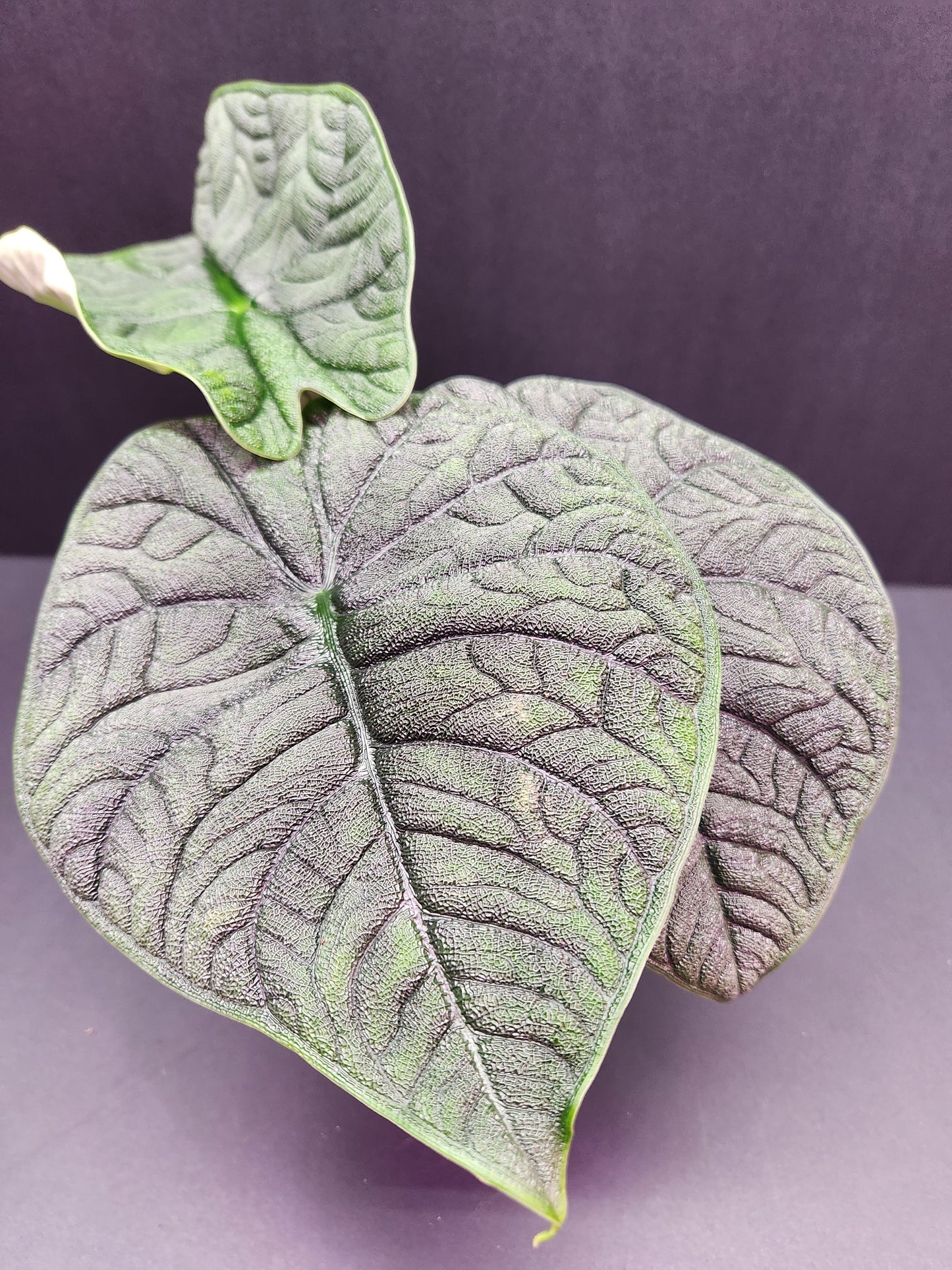 Alocasia Melo 5" Pot