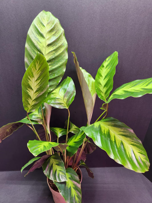 Calathea 'Misto' 5" Pot