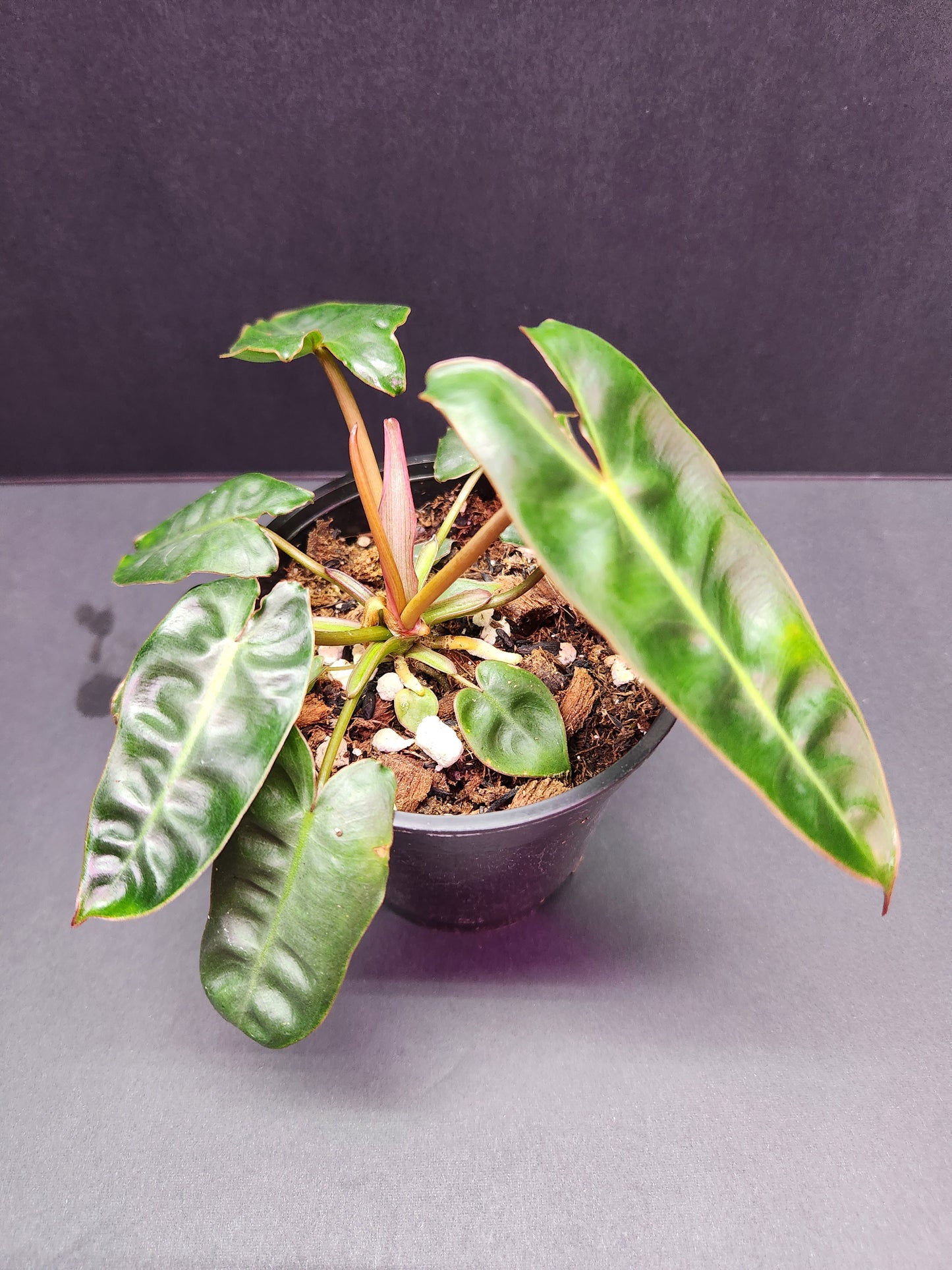 Philodendron Billietiae 4" Pot