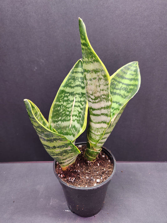 Sansevieria Superba 4" Pot