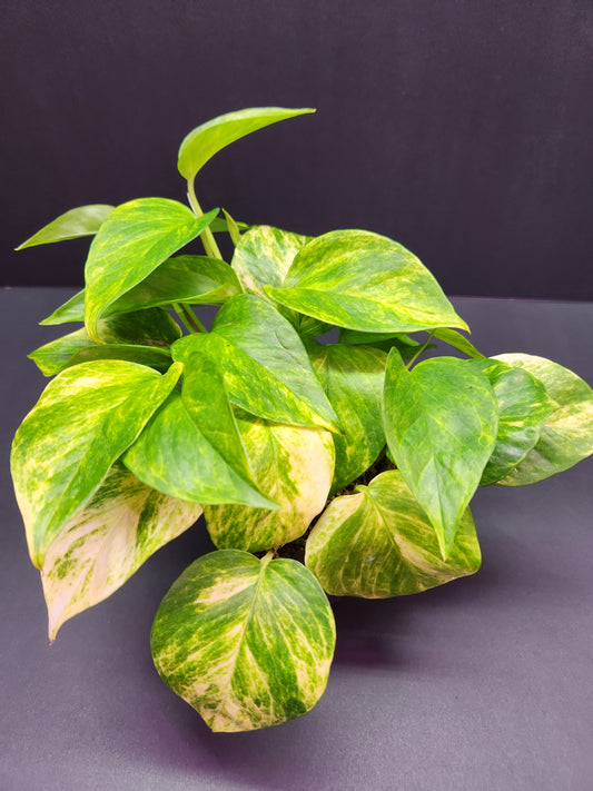 Neon Queen Pothos 4" Pot