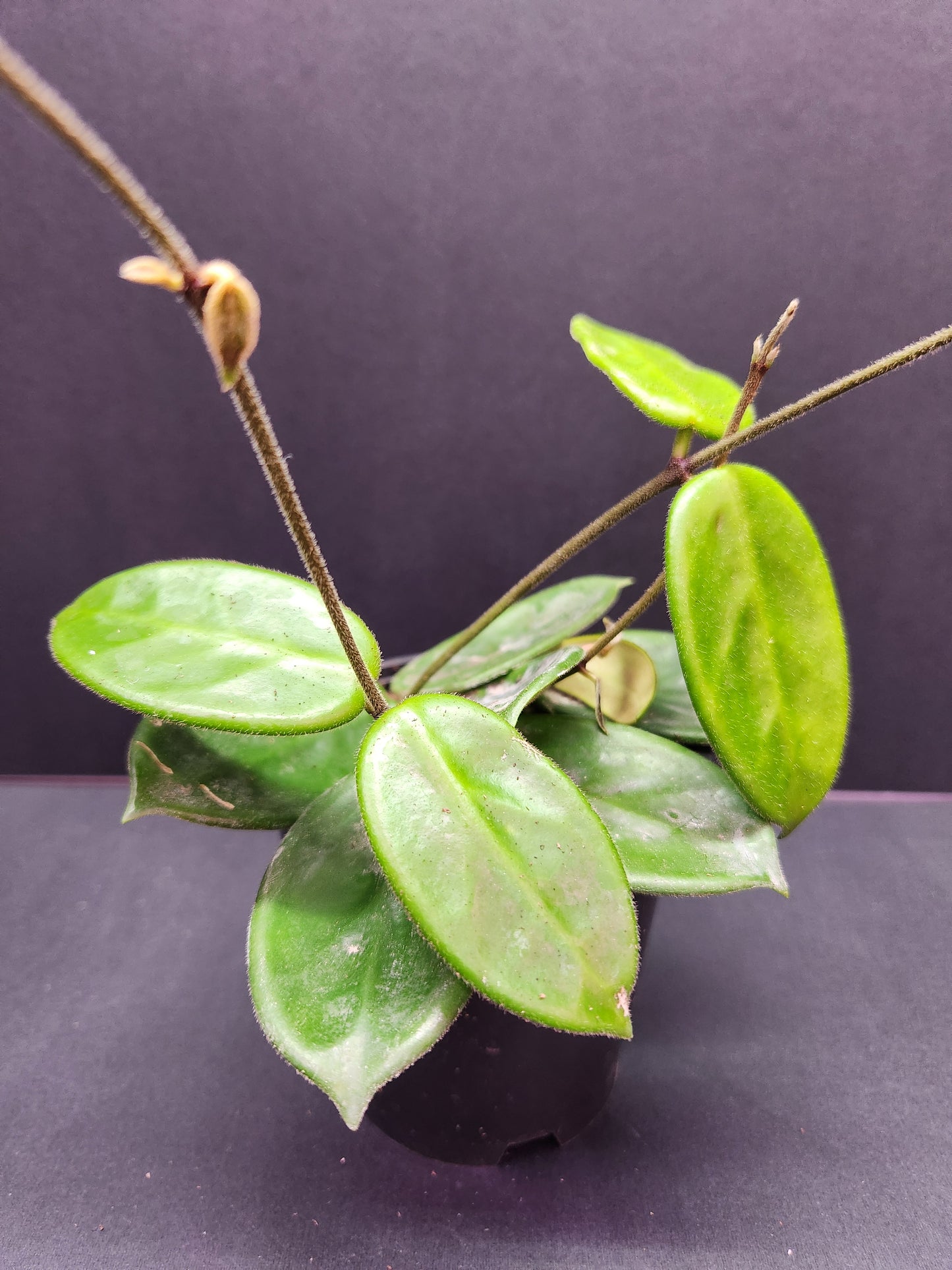 Hoya Vangviengiensis 4" Pot