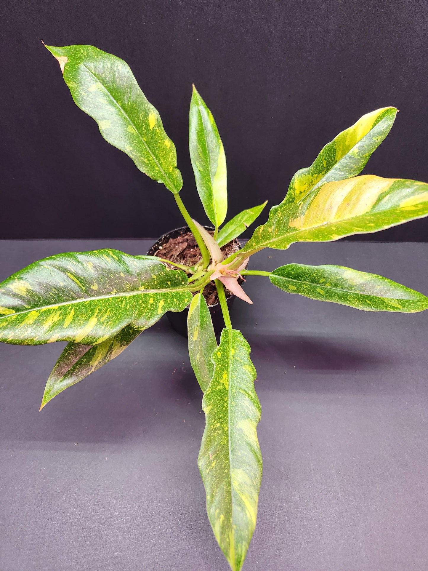 Philodendron Ring of Fire 4" Pot