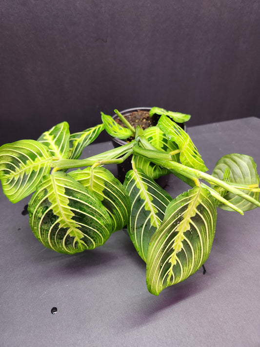 Lemon Lime Maranta 4" Pot