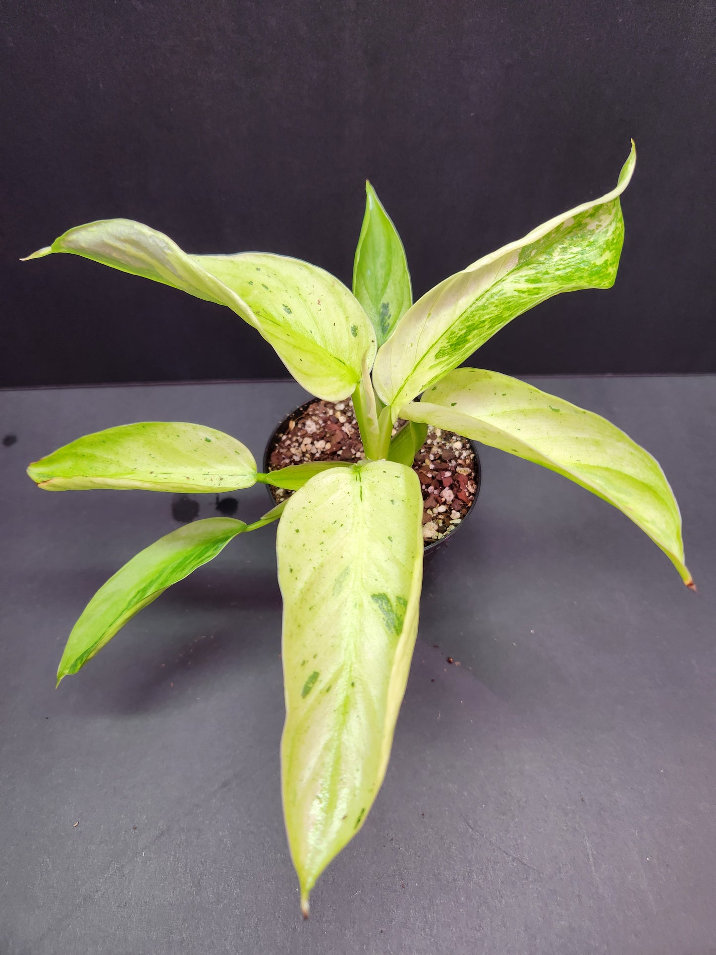 Philodendron Jose Buono 4" Pot