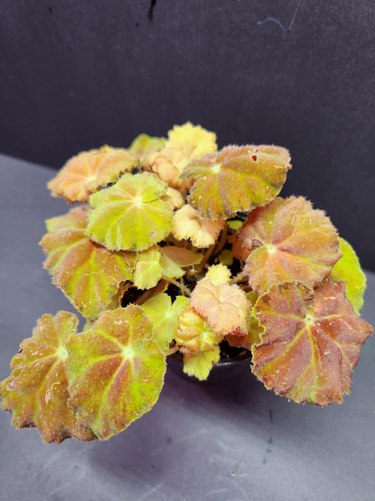 Begonia Rex Autumn Ember 4" Pot