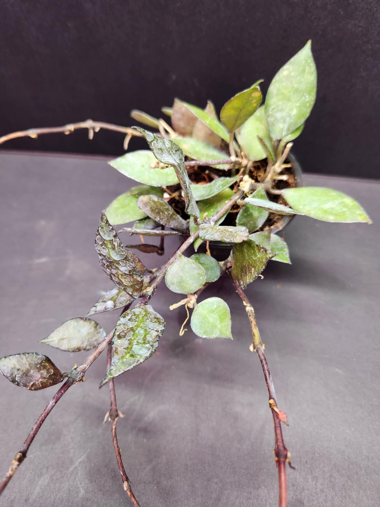 Hoya Krohniana Black 2.5" Pot