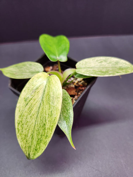 Philodendron Florida Ghost 2" Pot