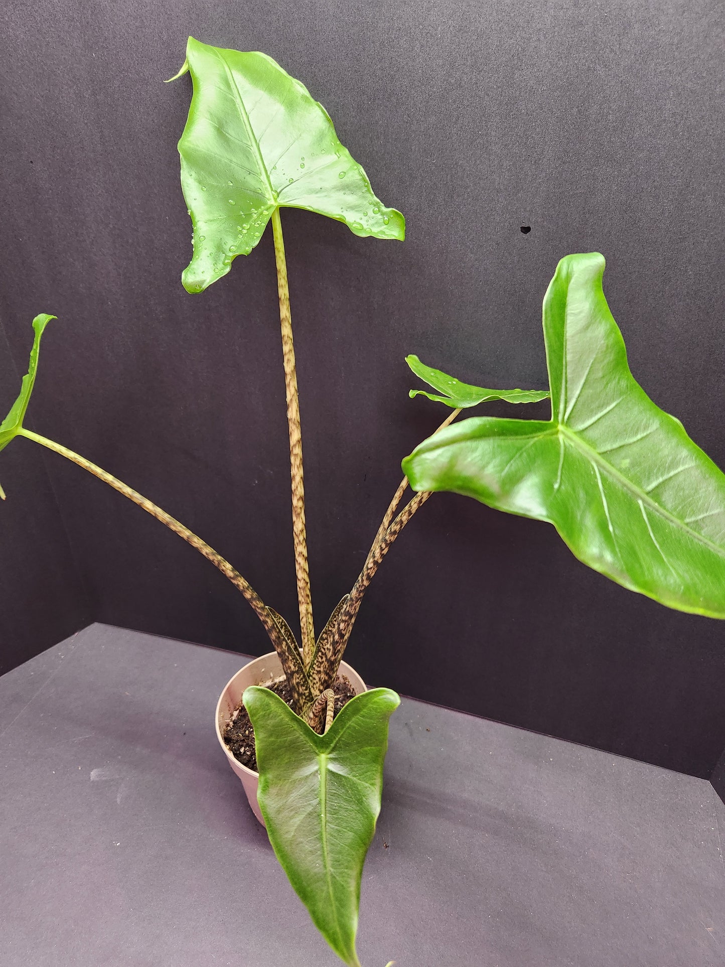 Alocasia 'Tigrina Superba' 5" Pot