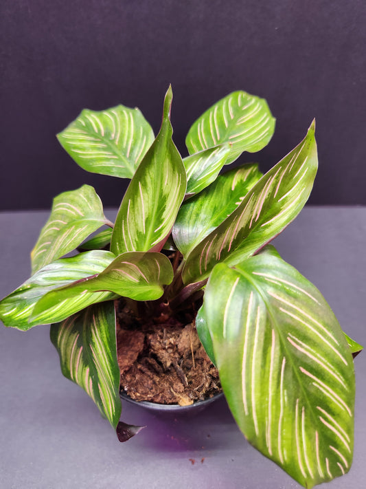 Calathea Ornata 'Pinstripe' 4" Pot