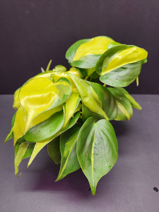 Philodendron Brasil 4" Pot