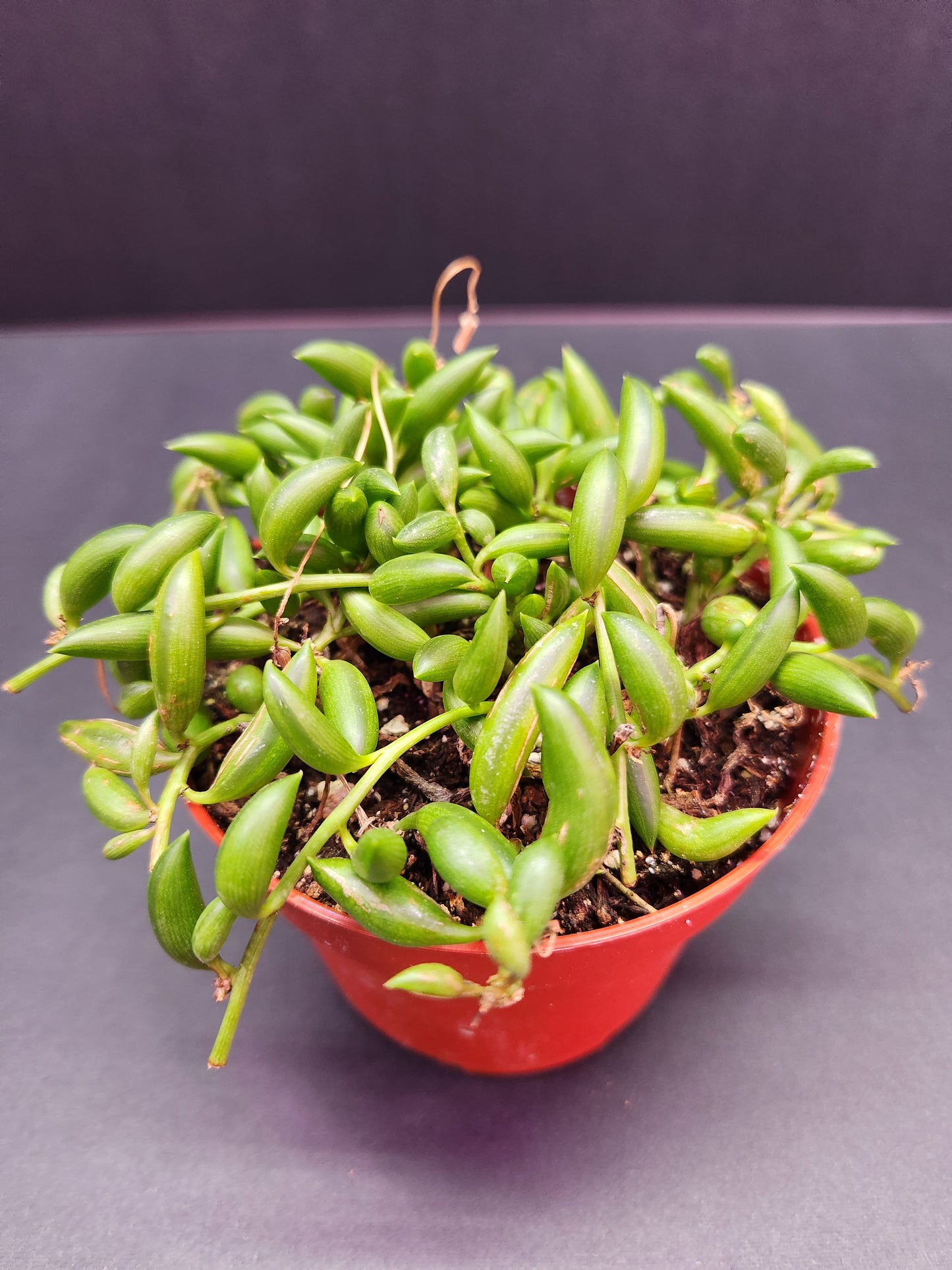 String of Bananas 4" Pot