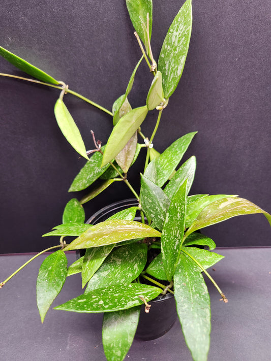 Hoya Gracilis 4" Pot