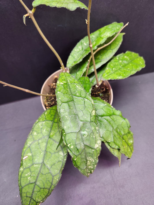Hoya Clemensorium 5" Pot