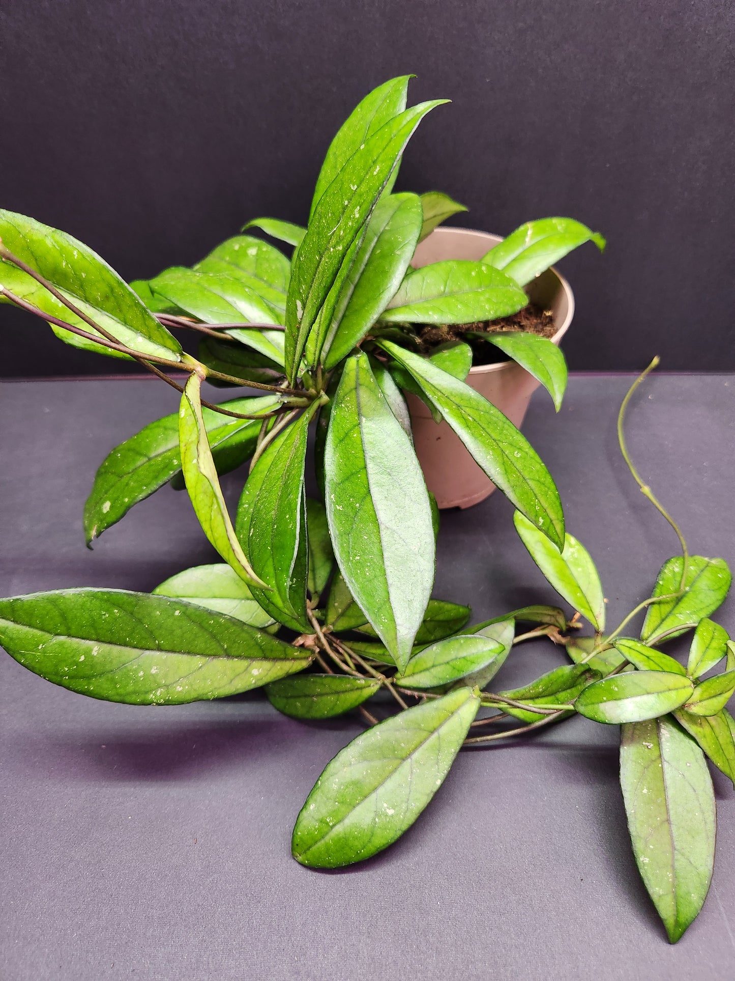 Hoya Crassipetiolata 5" Pot