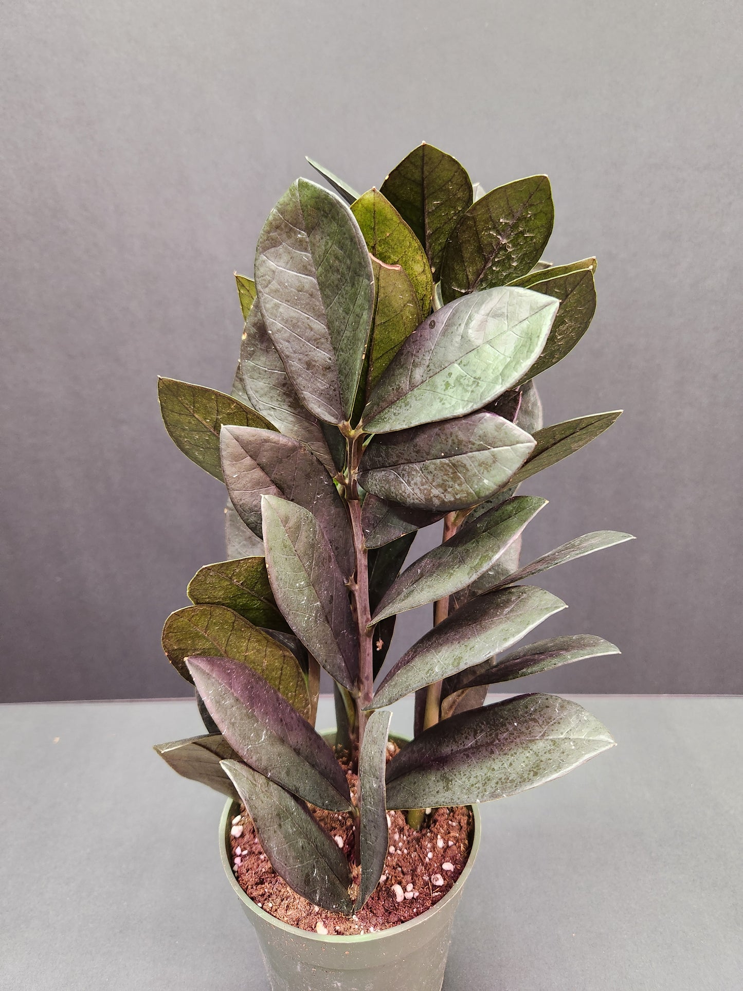 Raven ZZ Plant 4" Pot
