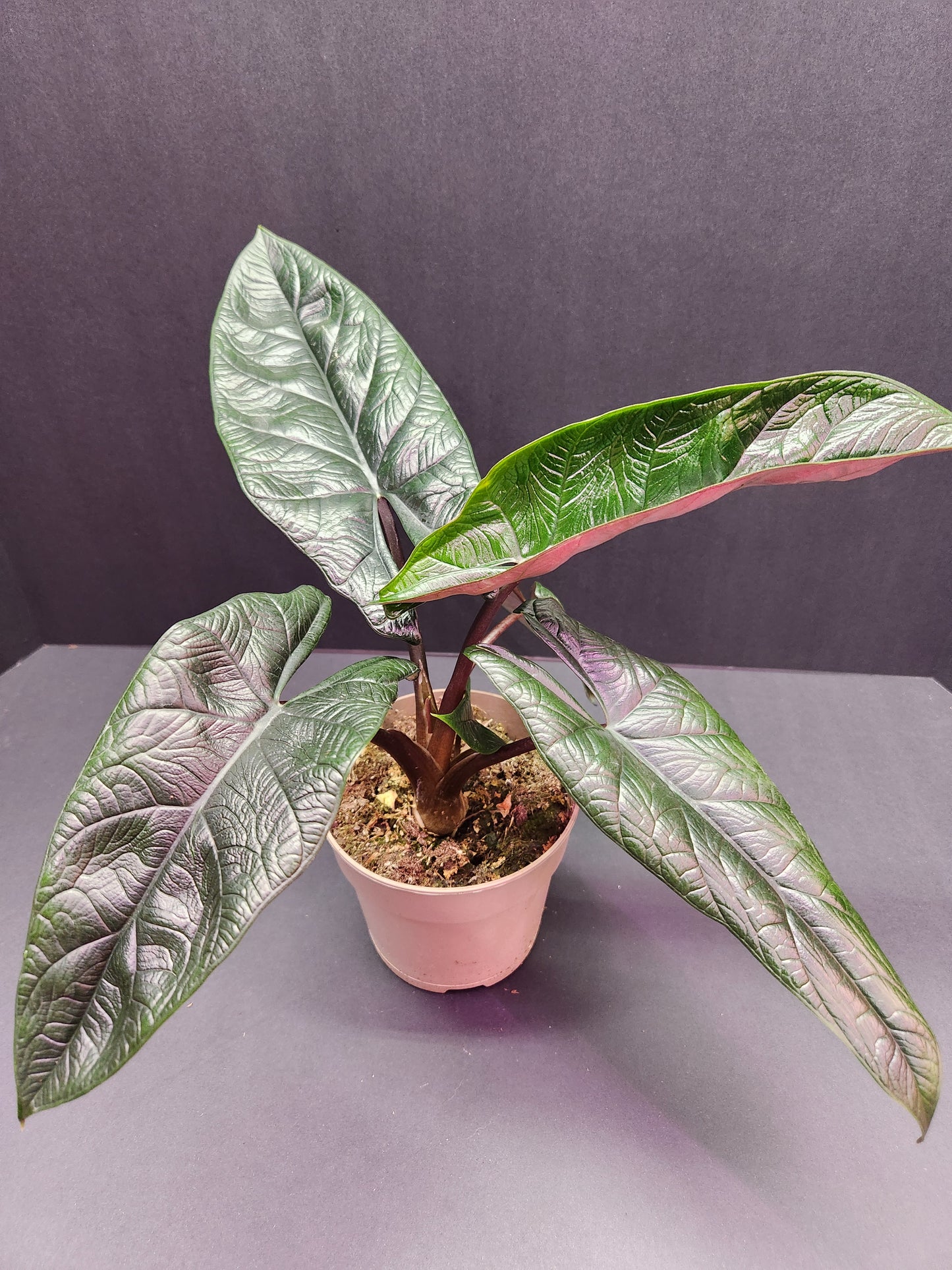 Alocasia Scalprum 5" Pot
