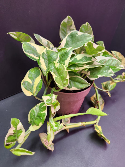 Epipremnum 'Njoy' 5" Pot