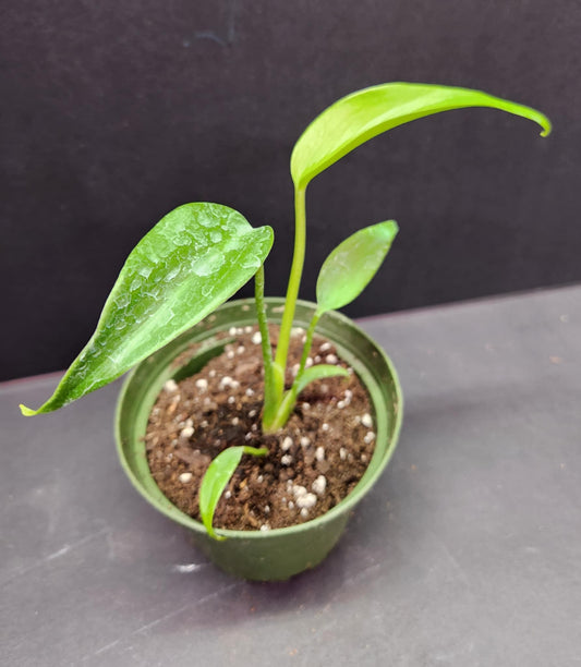 Monstera Burle Marx Flame 3" Pot
