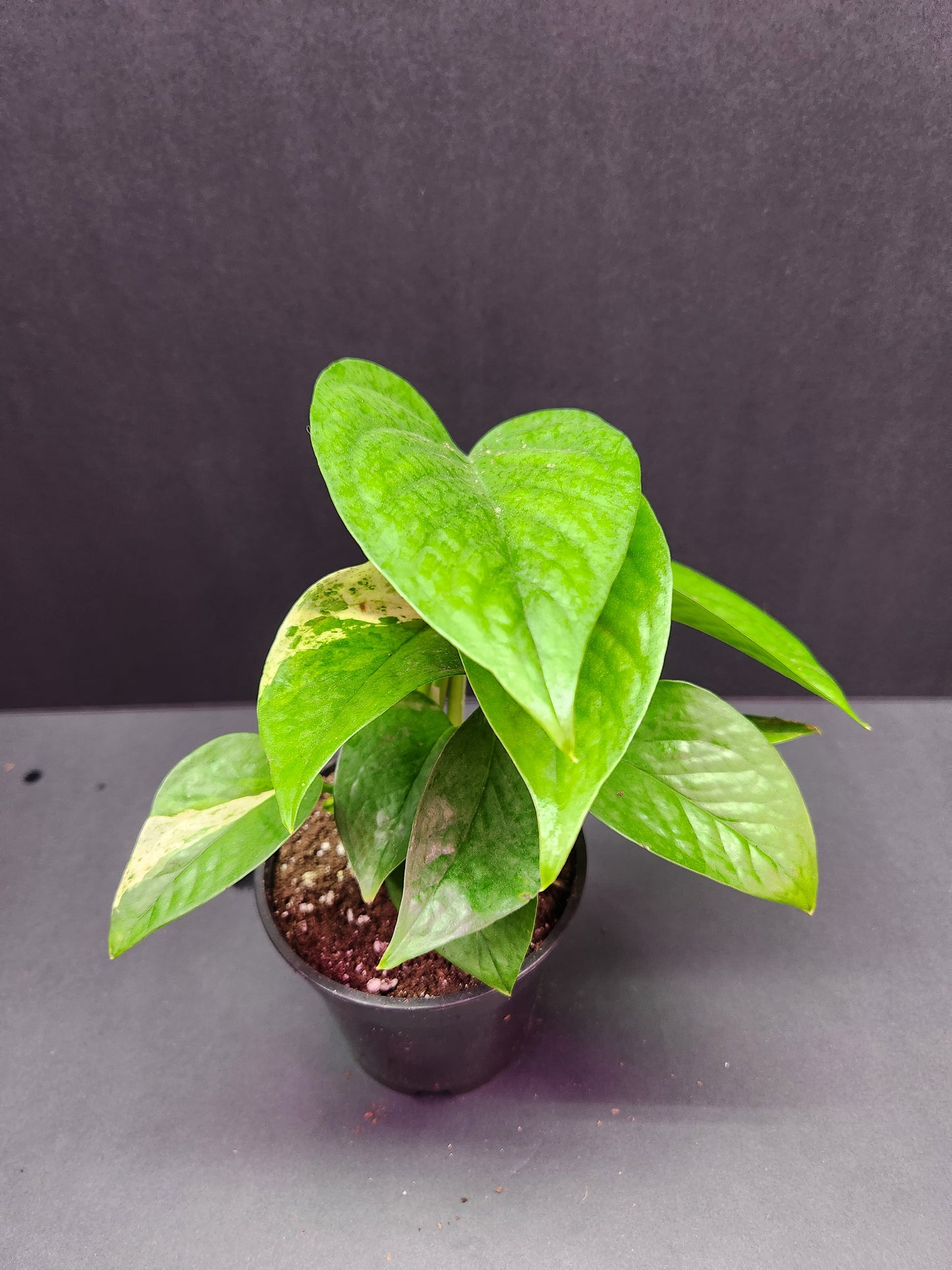 Epipremnum Jade 4" Pot