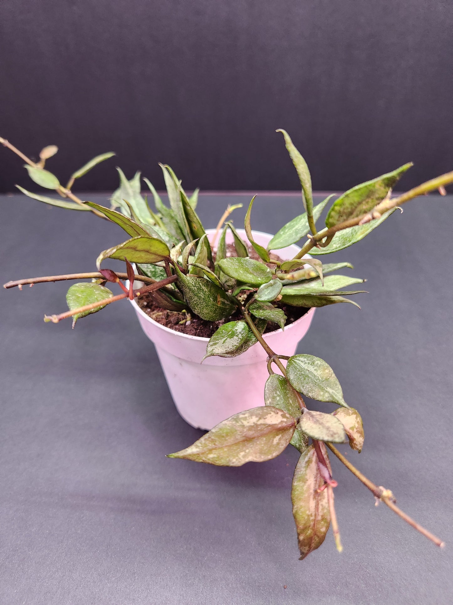 Hoya Autumn Blush 4" Pot
