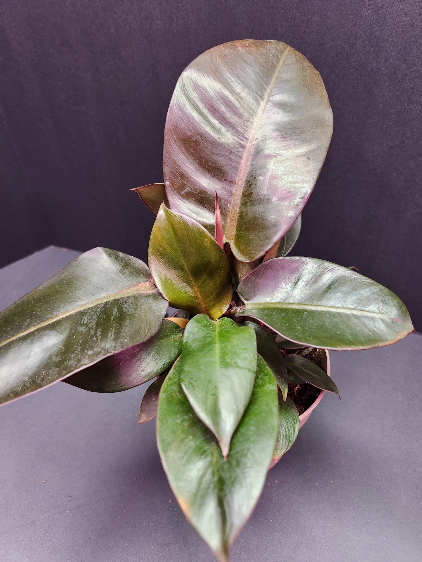 Philodendron Black Cardinal 5" Pot