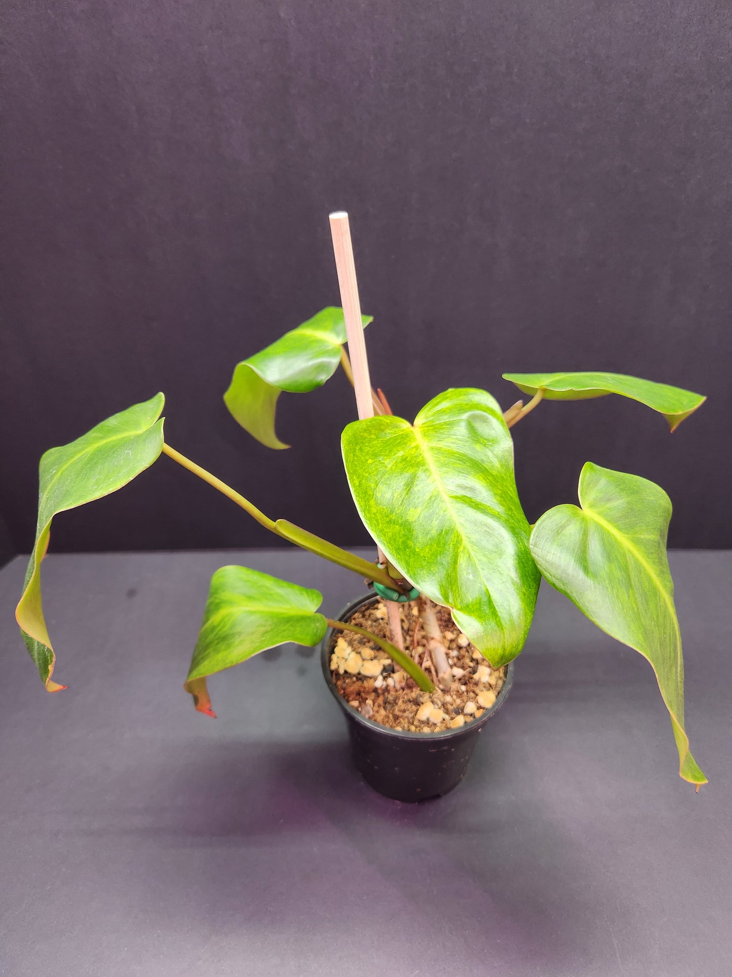 Philodendron Painted Lady 4" Pot