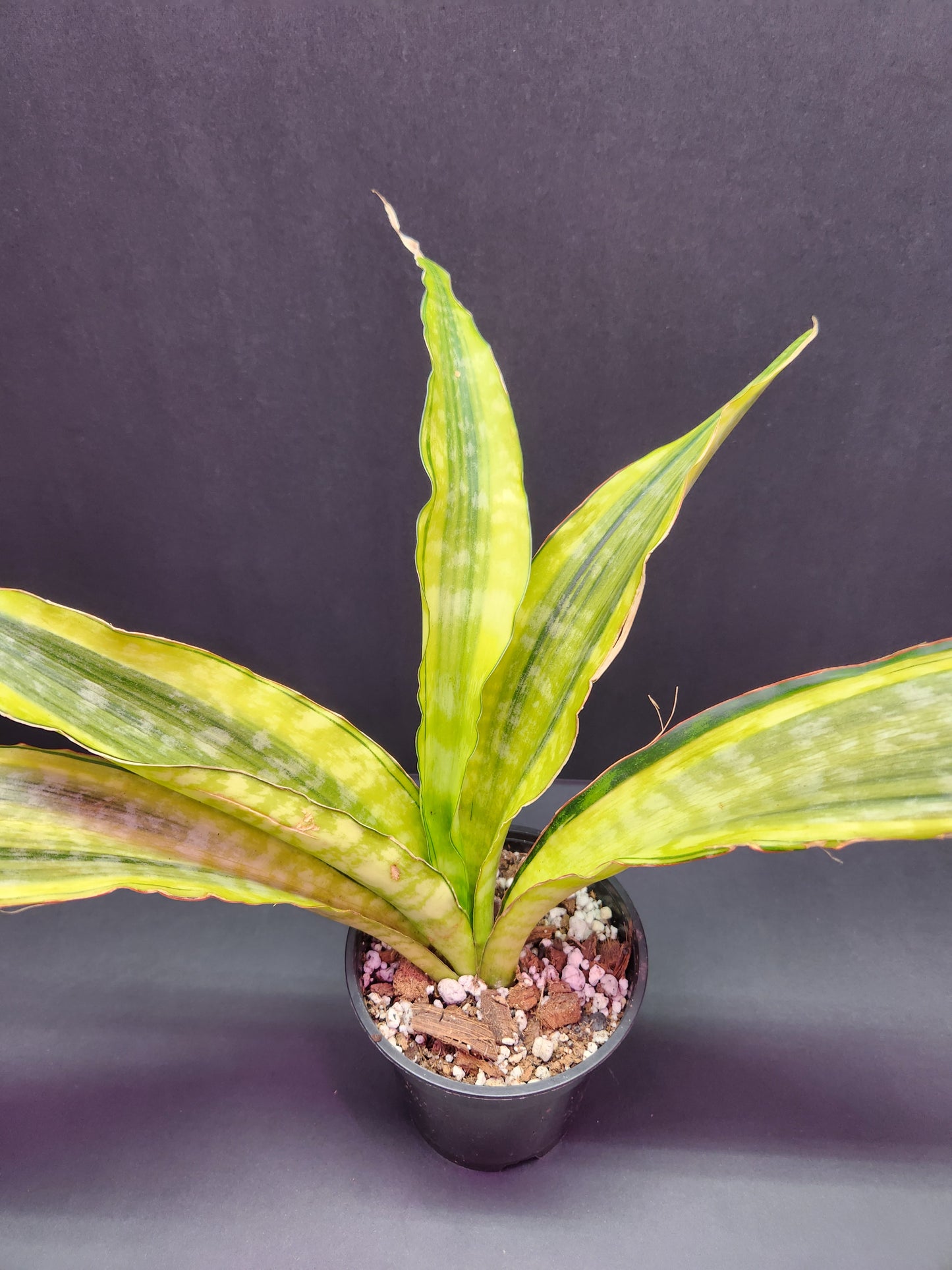 Sansevieria Gold Dust 4" Pot
