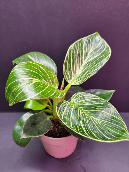 Philodendron Birkin 5" Pot