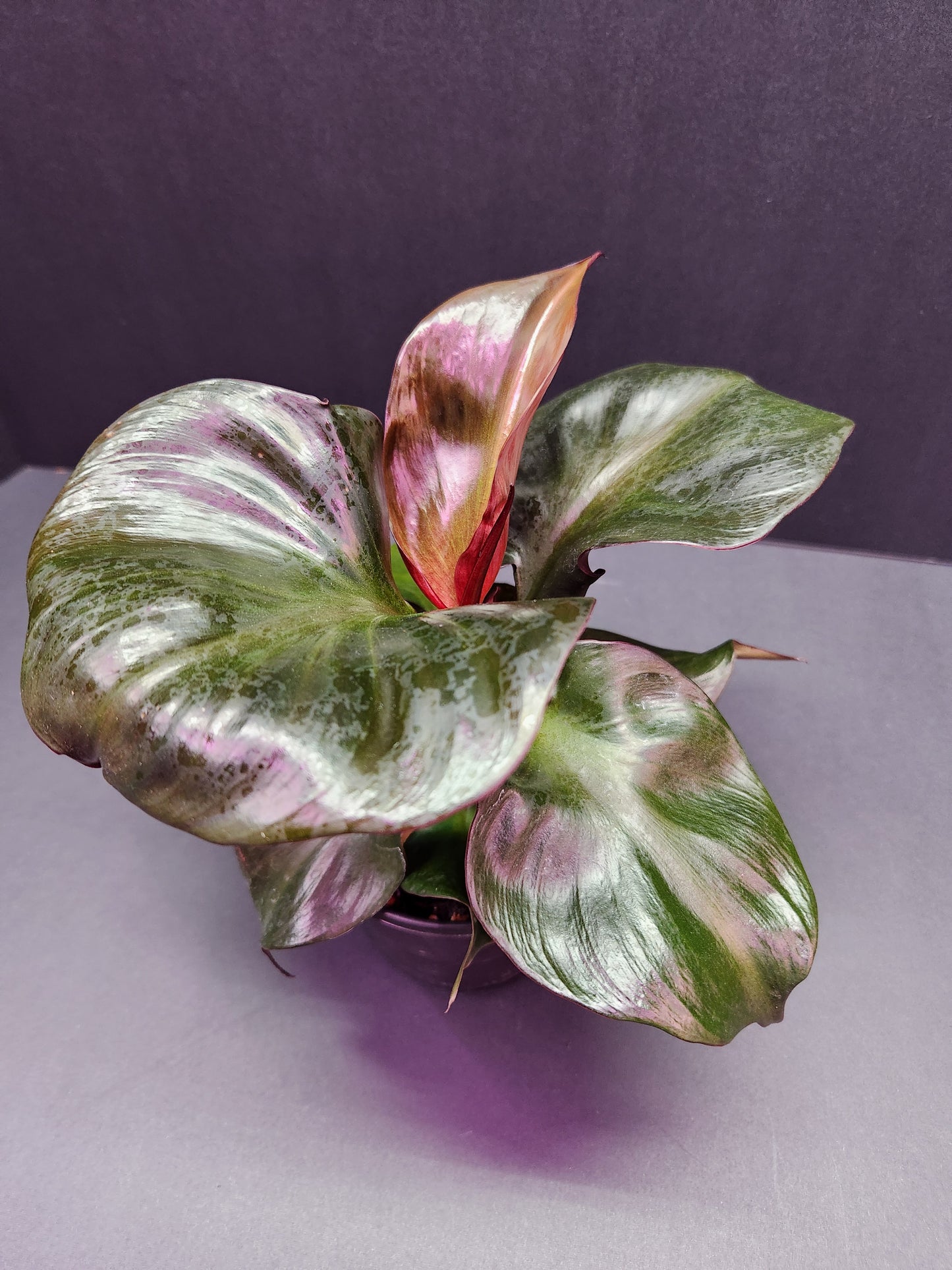 Philodendron Red Heart 4" Pot